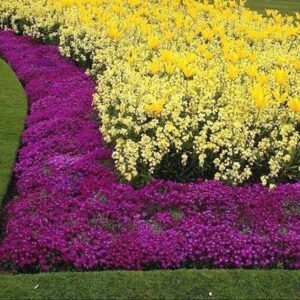 BORDERS & BEDS