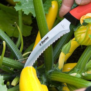 DARLAC - Harvest & Asparagus Knife - Image 2