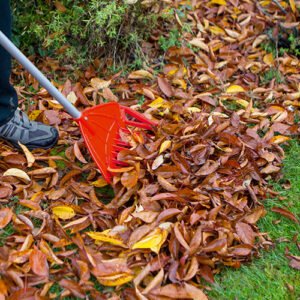 DARLAC - Small Rake & Shift - Image 3