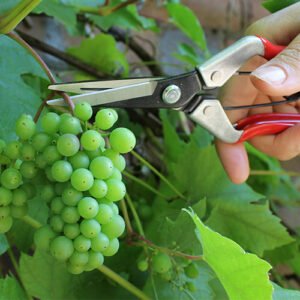 DARLAC - Vine Scissors - Image 3