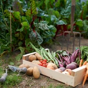 VEGETABLES