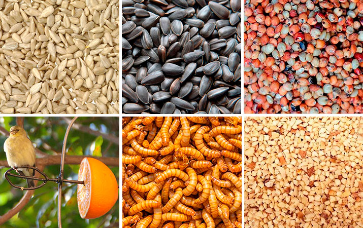 BIRD FOOD