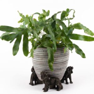 Cavalier King Charles Spaniel Potty Feet