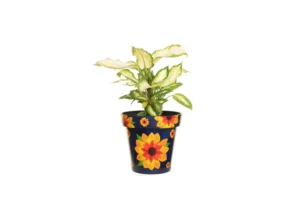 Creekwood - Zest Indoor Garden Pot - Sunflower - Image 6
