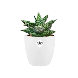 Elho - Brussels Round Mini White 9.5cm - Image 3