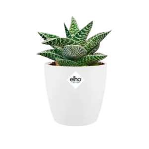 Elho - Brussels Round Mini White 9.5cm - Image 7