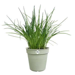Elho - Green Basics Growpot - Stone Green - Image 5