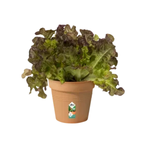 Elho - Green Basics Growpot - Mild Terra - Image 10