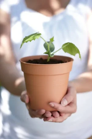 Elho - Green Basics Growpot - Mild Terra - Image 5