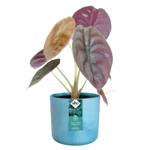 Elho - The Ocean Collection Round - Atlantic Blue - Image 6