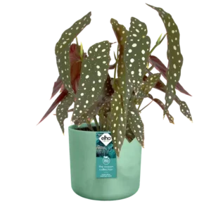 Elho - The Ocean Collection Round - Pacific Green - Image 10