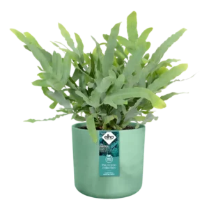 Elho - The Ocean Collection Round - Pacific Green - Image 8