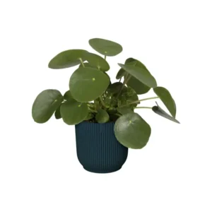 Elho - Vibes Fold Round - Deep Blue 14cm - Image 7