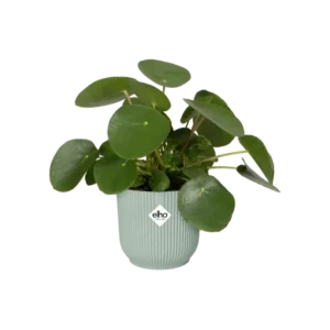 Elho - Vibes Fold Round Mini - Sorbet Green 11cm - Image 8